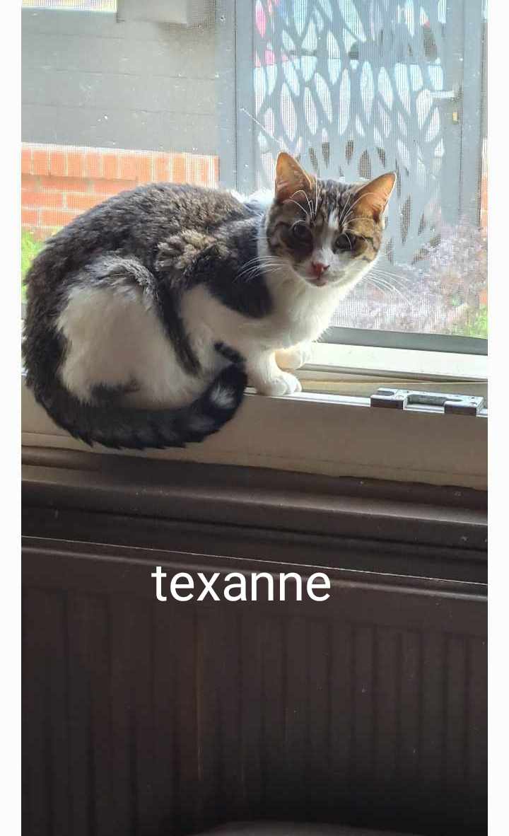 Texanne