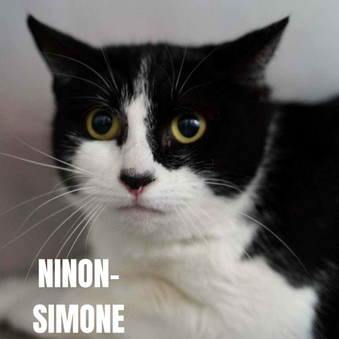 Ninon Simone
