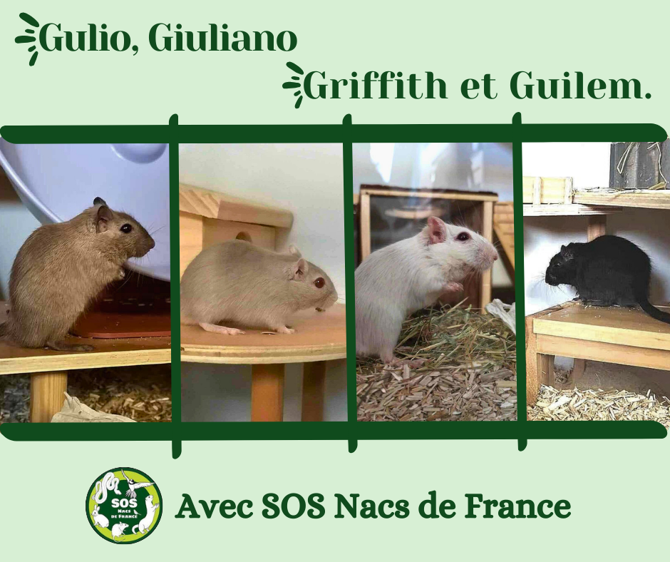 Gulio, Giuliano, Griffith et Guilem