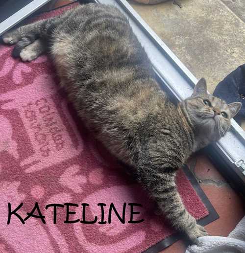 KATELINE