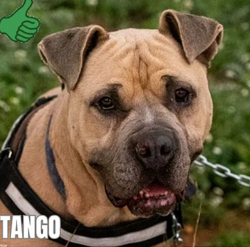 TANGO - URGENCE