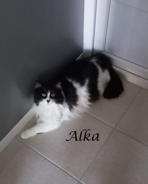 Alka - SOS