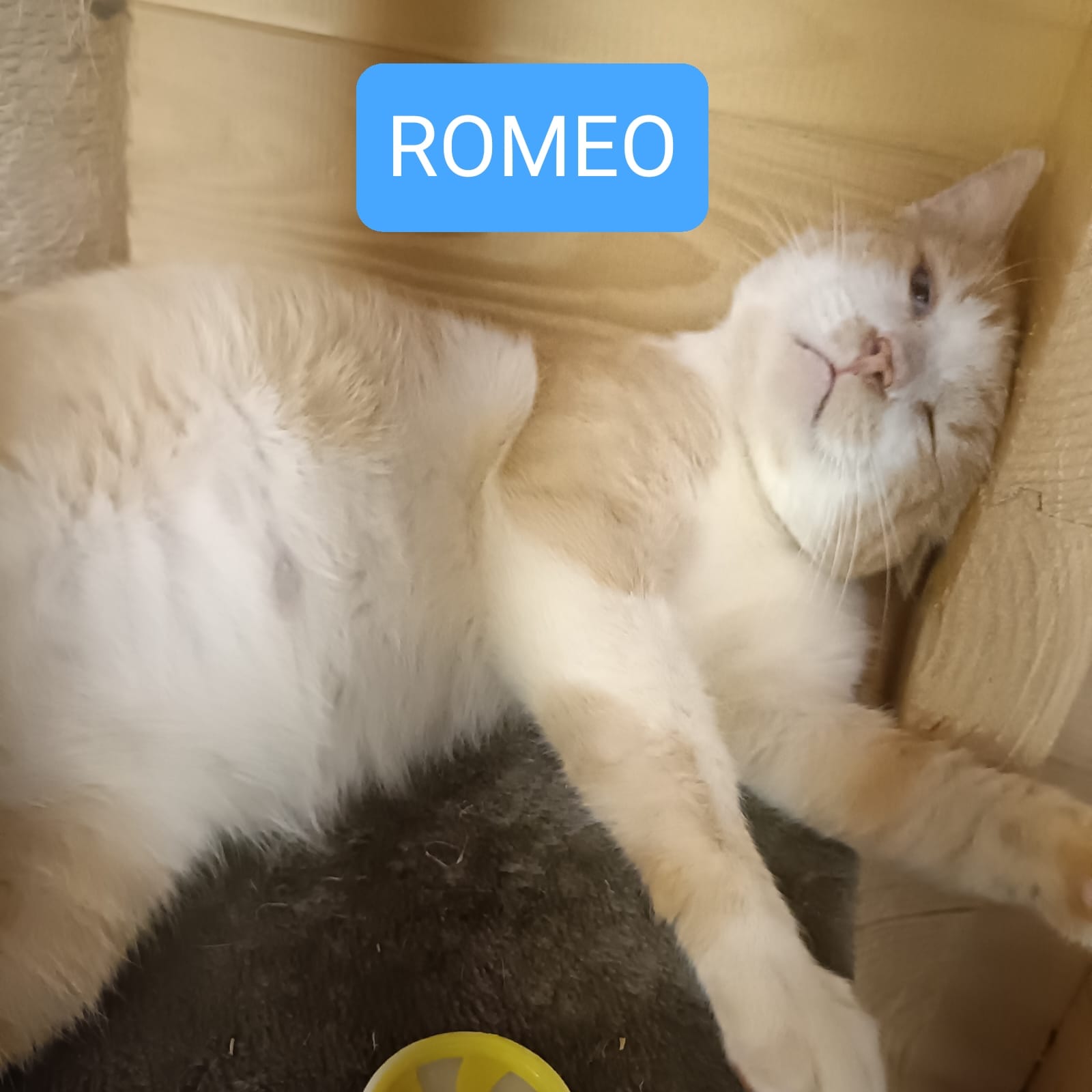 ROMEO - 4 ans - Un amour de chat !