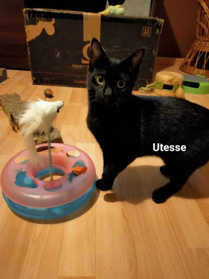 Utesse