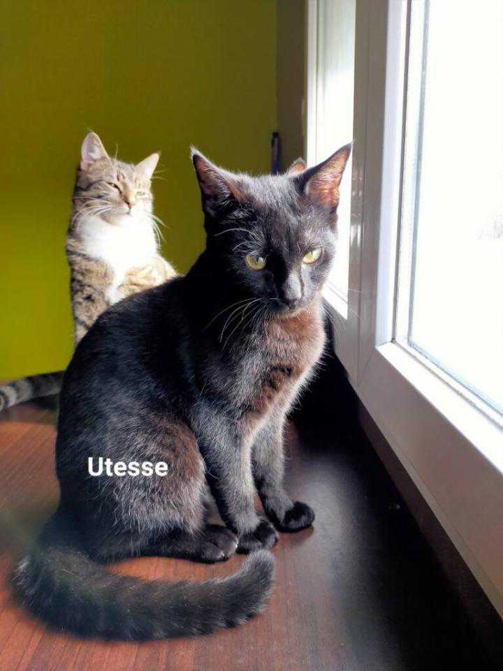 Utesse