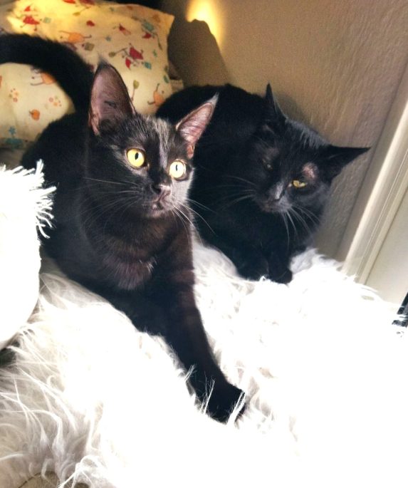 à adopter ensemble : Coco (20 mois), et son chaton Phibie (7 mois)