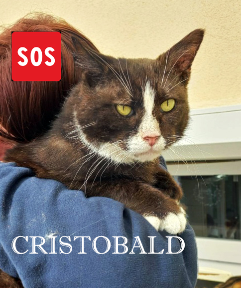 SOS Cristobal cherche famille d'accueil