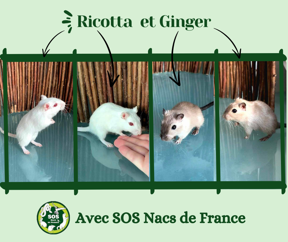 Ricotta et Ginger
