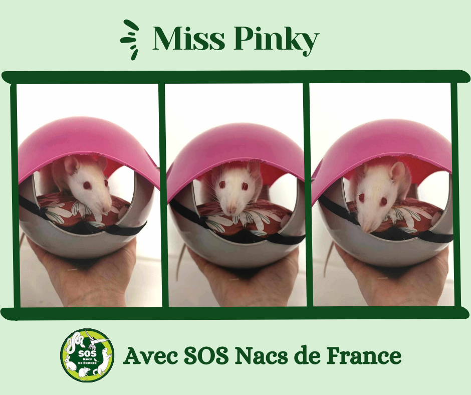 Miss Pinky
