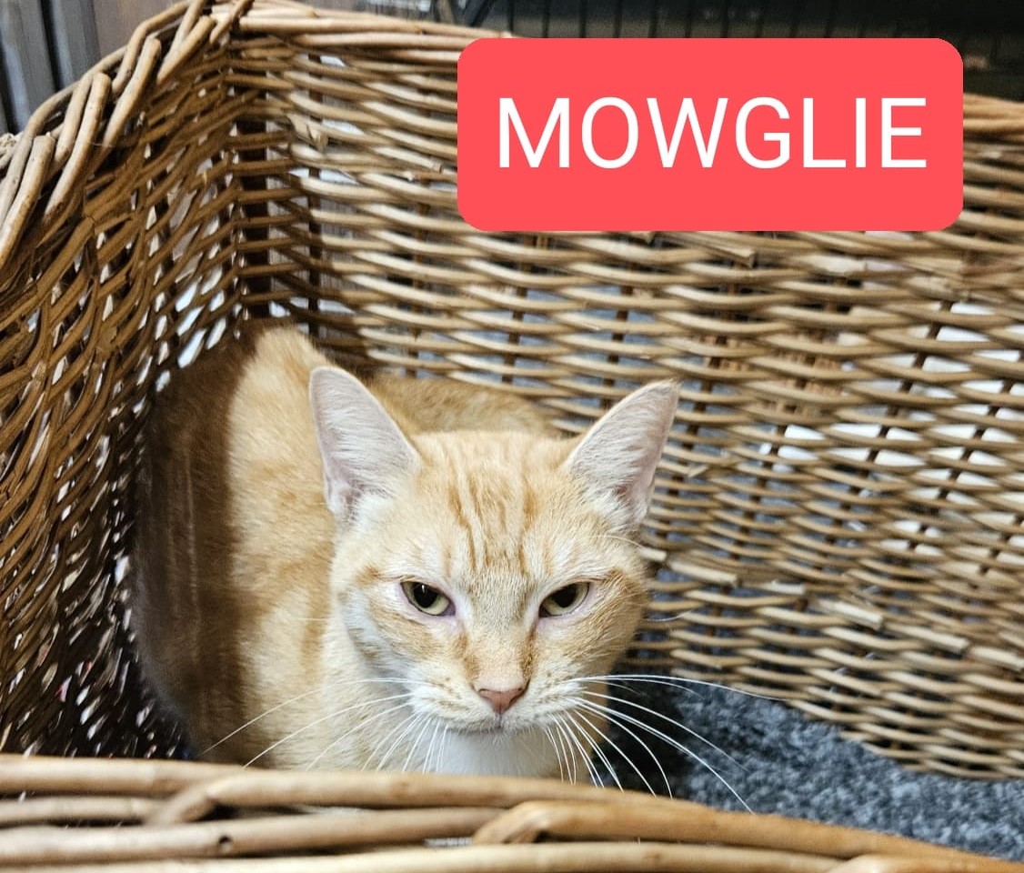 MOWGLIE - 1 an - La timide !