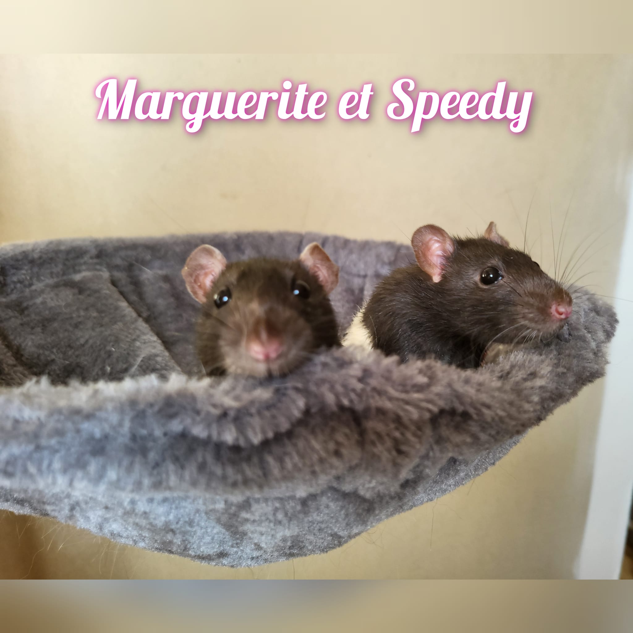 Marguerite et Speedy