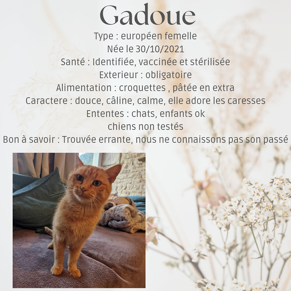 Gadoue