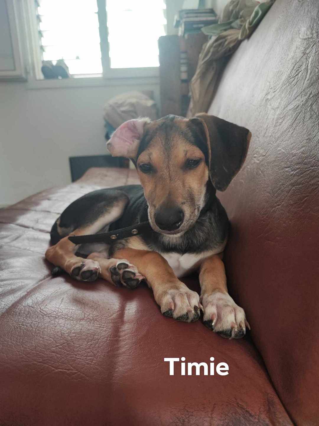 TIMIE