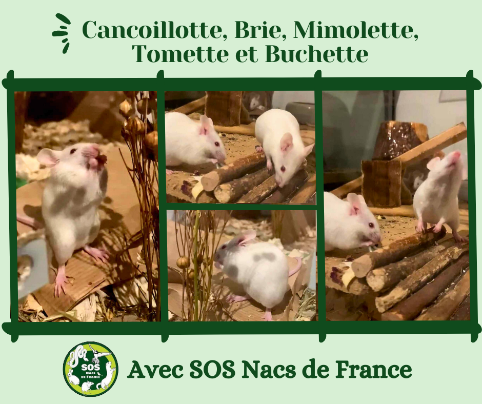 Cancoillotte, Brie, Mimolette, Tomette, Buchette