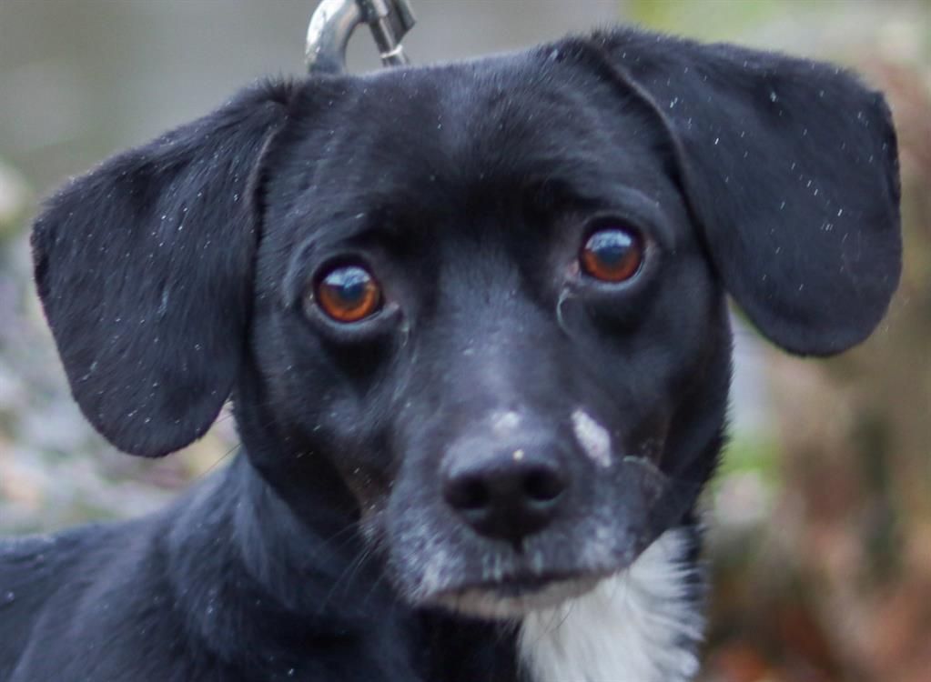 Adoption de Pesto: Indéfinie chien teckel, région Centre-Val de Loire