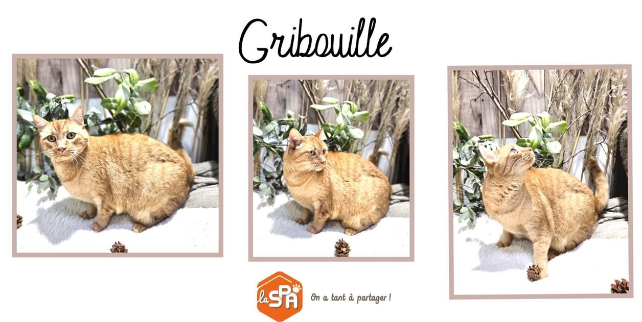 GRIBOUILLE