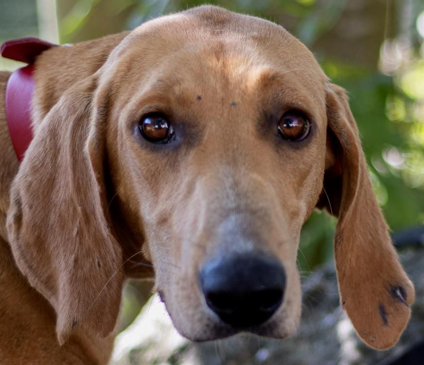 Adoption de Brindille: Indéfinie chien chien croise, région Centre-Val ...
