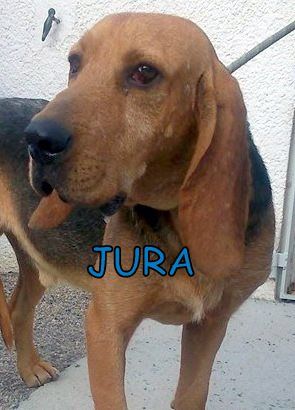 JURA, -  bruno du Jura 9 ans   (2 ans de refuge) - Spa de Carcassonne (11)  500_dee654c94741acb11f3515ad38ca49b5