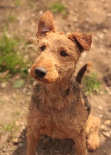 airedale - FAUST (ancien nom Regis) - welch terrier 13 ans    (10 ans de refuge)  - AVA à Cuy St Fiacre (76) 500_ebc700d18f8a50c2c3bb60153e6b02db