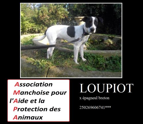 LOUPIOT - x epagneul breton 3 ans - AMAPA à Coutances (50) 500_9c6122fd78573c00f0d9853233f2c50d