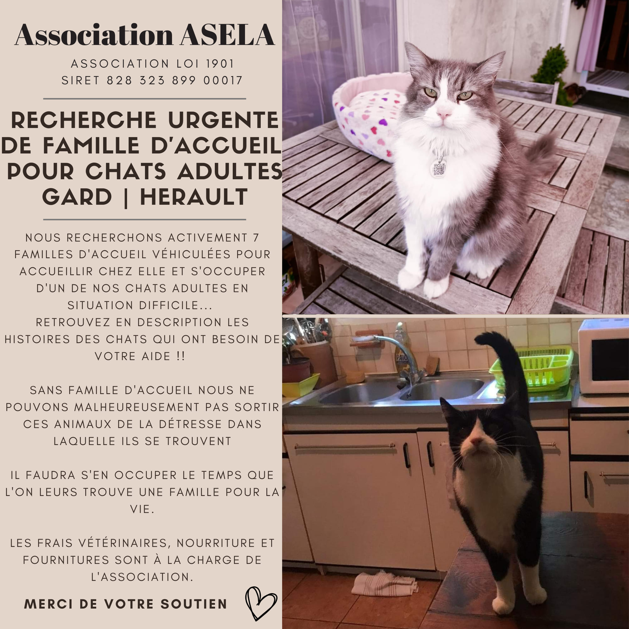 ☛ Recherche urgente de Familles d'Accueil pour chats ADULTES