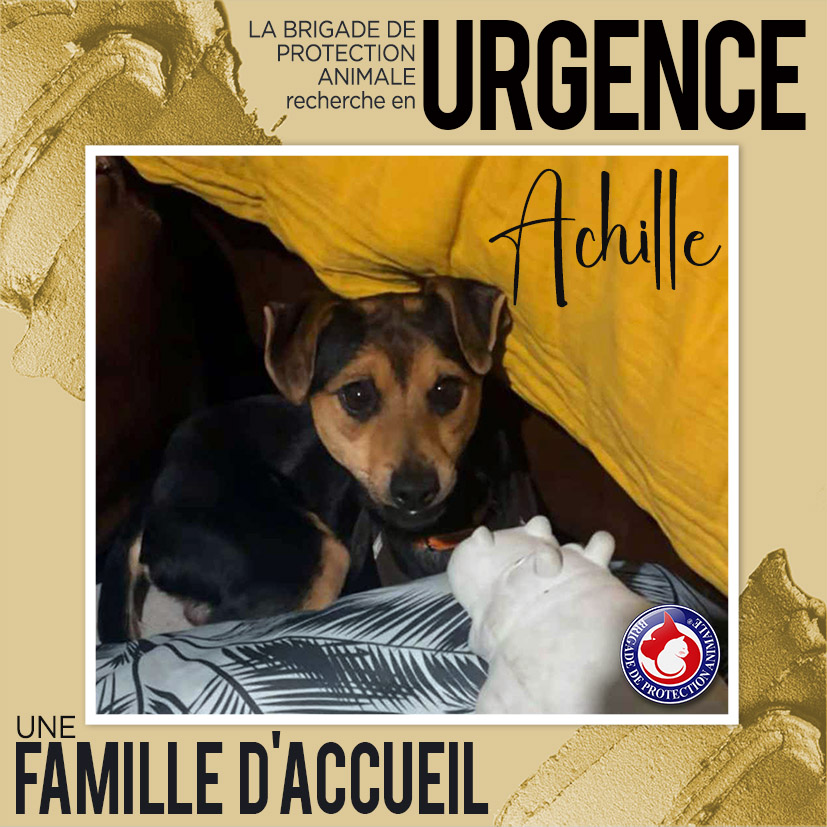 Recherche Famille d'accueil pour Achille, pinscher nain mâle - Ile de France et départements limitrophes