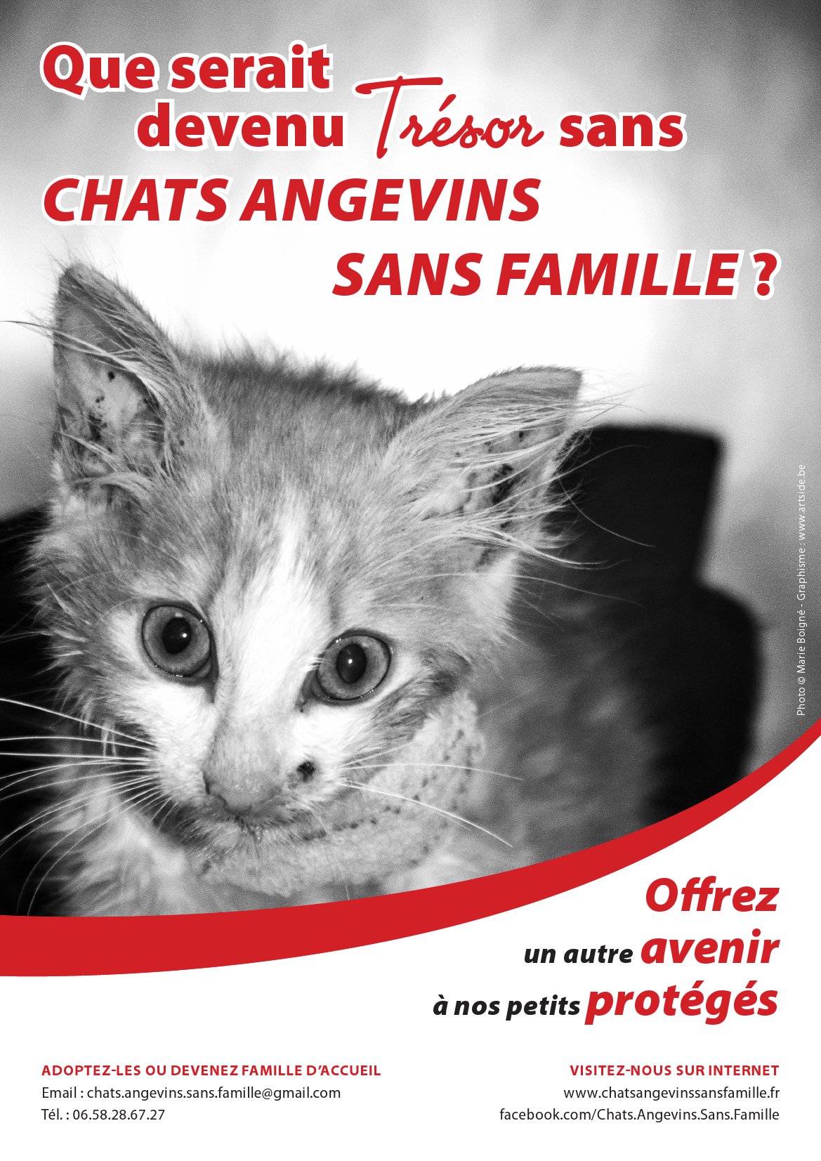 Chats Angevins Sans Famille