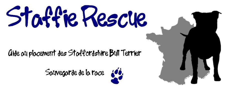 Staffie Rescue France