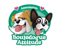Bouledogue Attitude