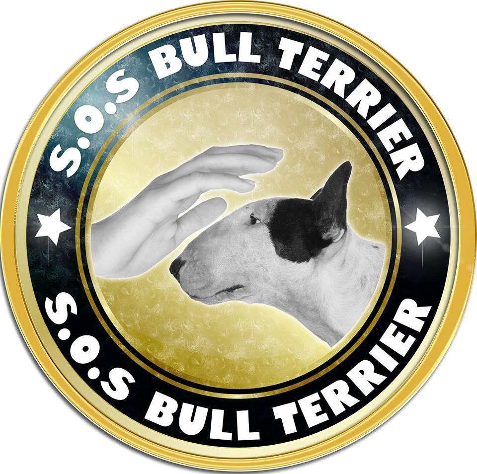 SOS Bull Terrier