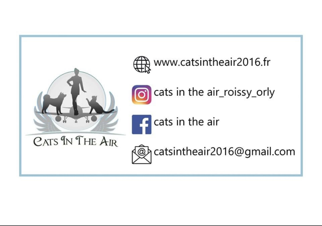 Cats in the air 2016