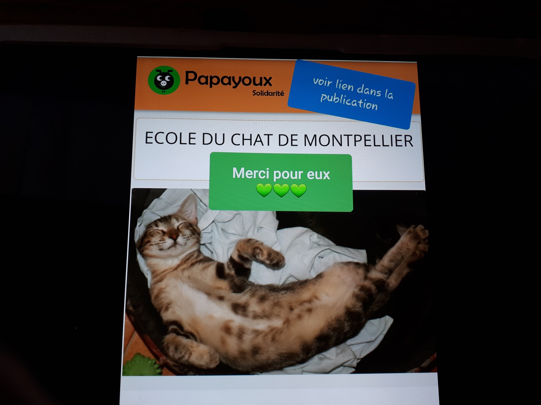 L'Ecole du chat de Montpellier