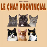 Le chat provincial