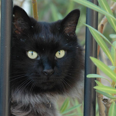Jeune chatte noire propagation