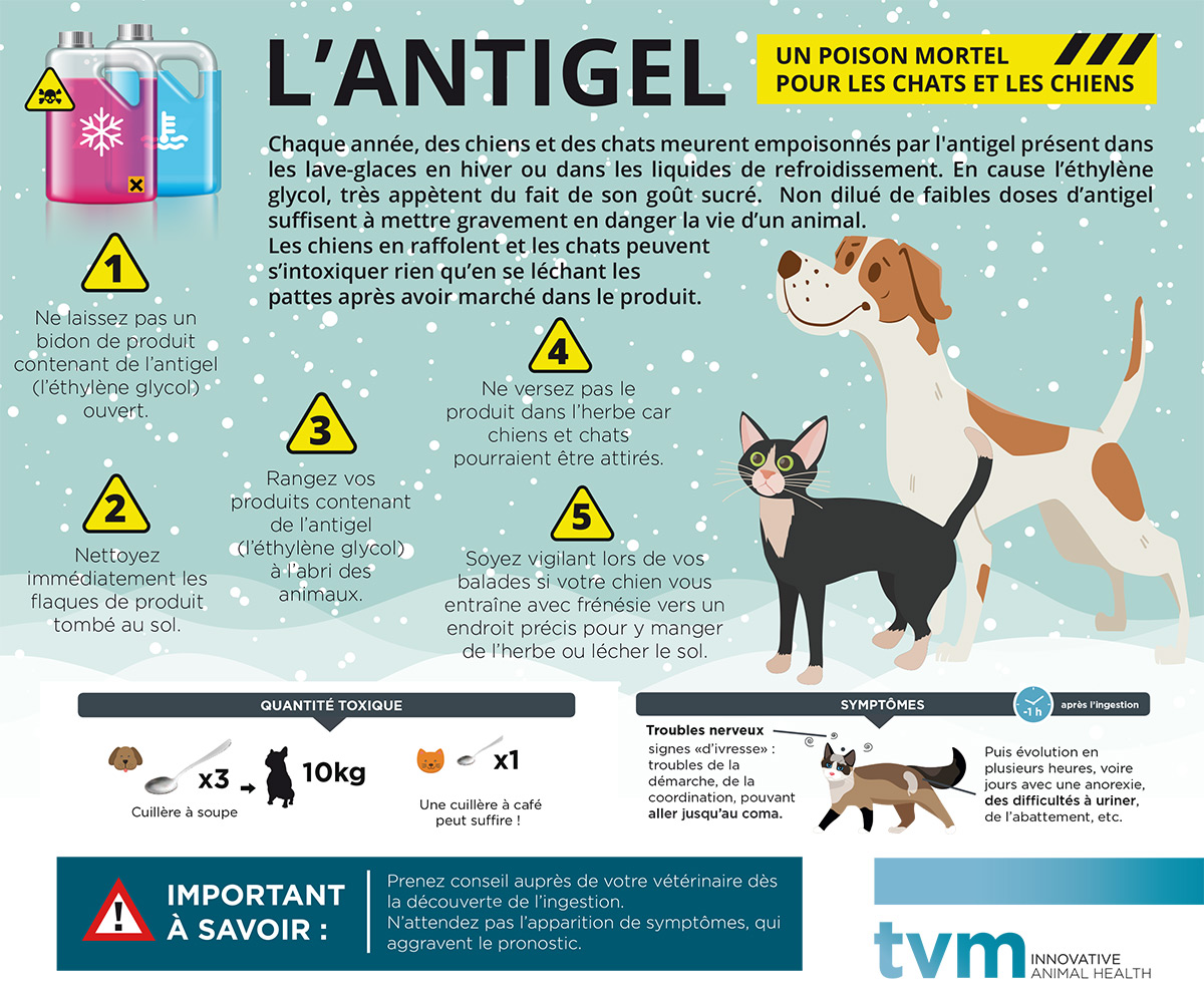 L'antigel : un danger pour votre animal